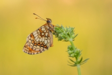 przeplatka (Melitaea)
