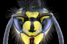 Extreme Macro