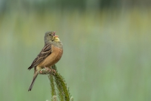 ortolan