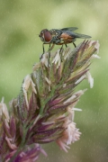 The Fly