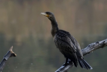 Na pauzie.../ kormoran