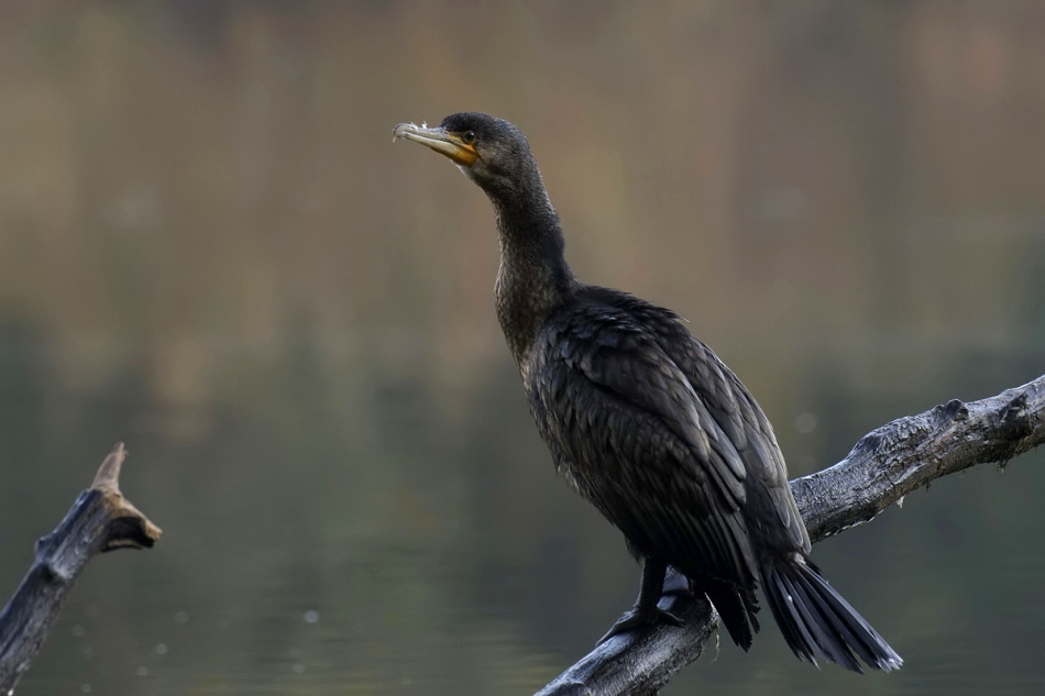 koliber1 - Na pauzie.../ kormoran. . Zdjęcie 277317