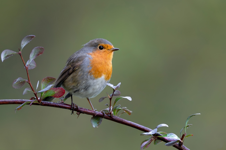 fotodam - Kuleczka. Rudzik (Erithacus rubicola) European Robin . Zdjęcie 328055