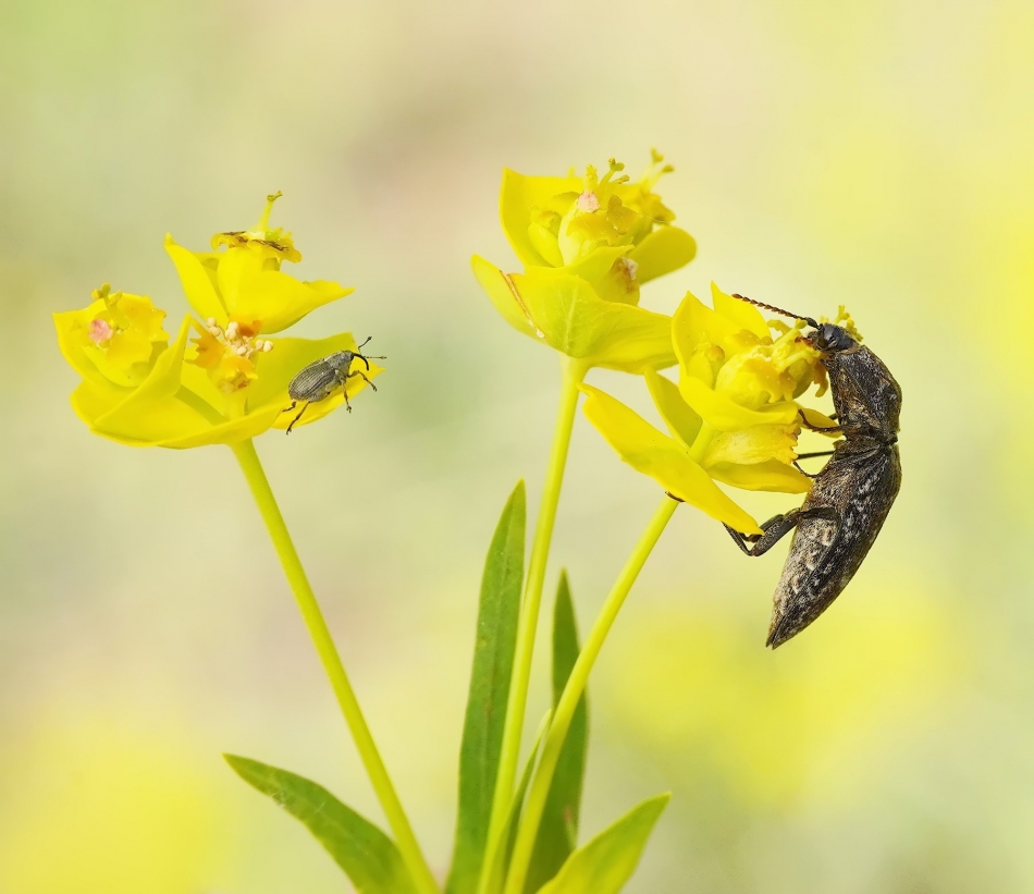 keni - Słonik (Curculio) i Nieskorek czerniec (Hemicrepidius niger). PE proszę. Zdjęcie 332642