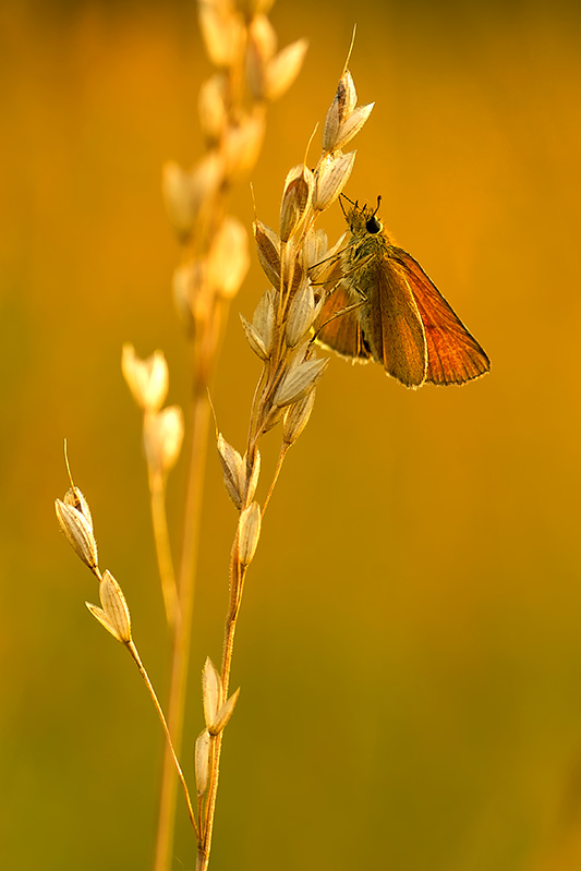 ano - ***. . Zdjęcie 124525