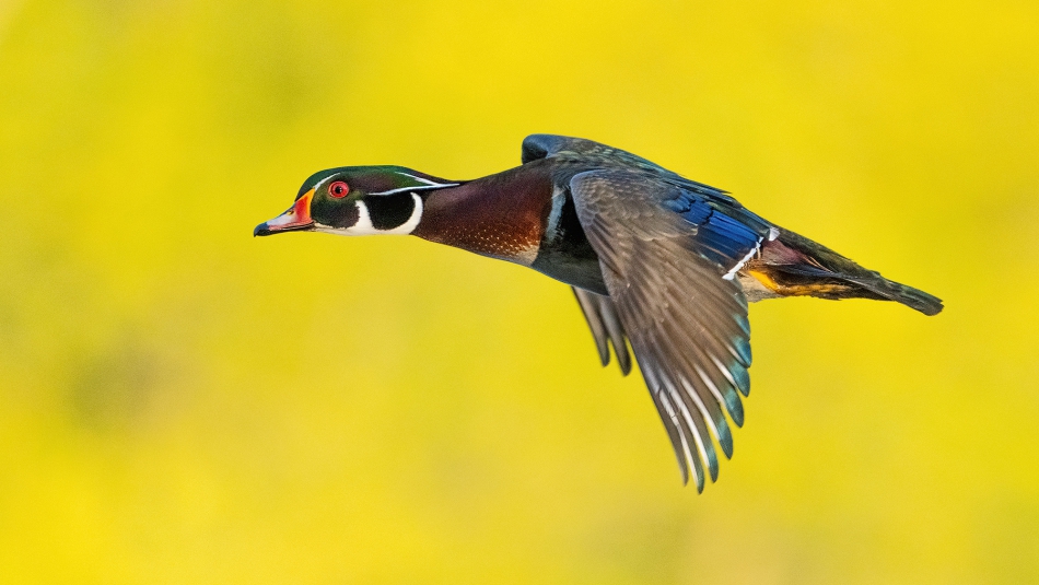 fotosc - . wood duck. Zdjęcie 314287