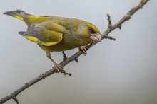 Chloris chloris.