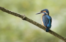 Zimorodek - Alcedo atthis
