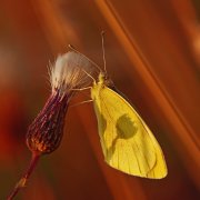 motyl z motywem