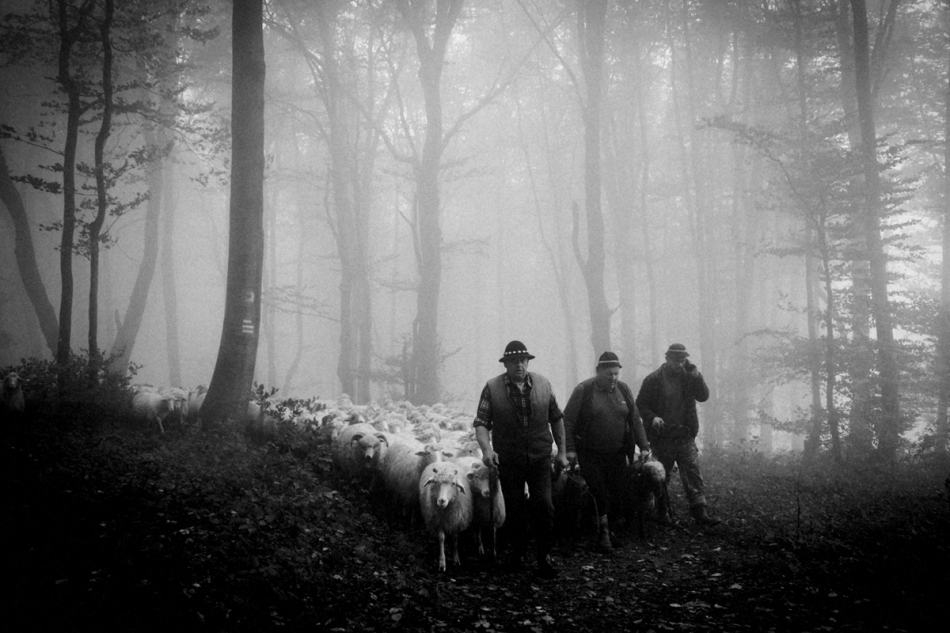 yamayka - Droga do domu . Redyk Karpaty . Zdjęcie 331365