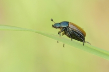 Ogrodnica niszczylistka