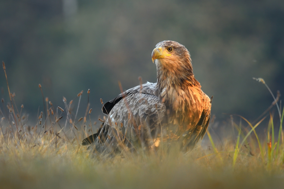 Haliaeetus albicilla. . Zdjęcie 236710
