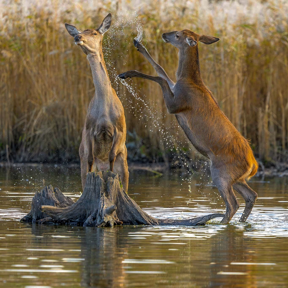 rybo_lub - Gorąca krew. . Zdjęcie 336696