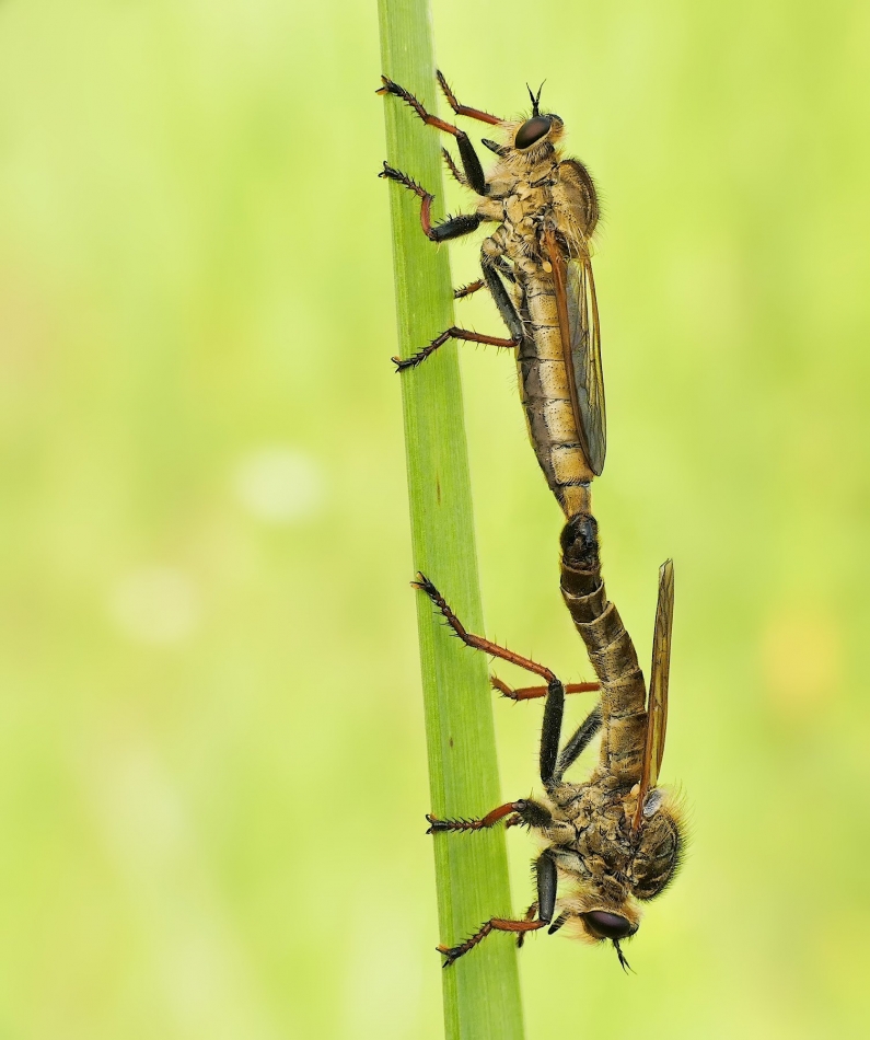 keni - Machimus atricapillus. PE. Zdjęcie 325382