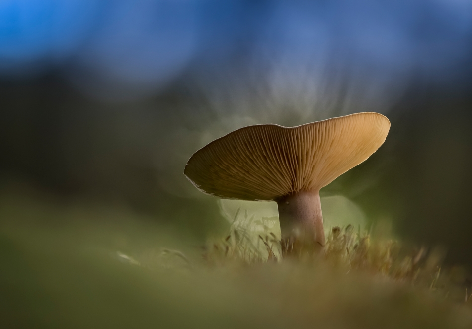 hubros - Grzybek. . Zdjęcie 327586