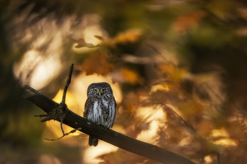 w zakręconym lesie. . Zdjęcie 336850