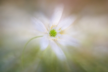 floral abstraction
