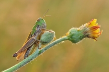 Stenobothrus sp.