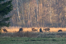 Polana w słońcu poranka.