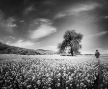 The Tree of my Memories