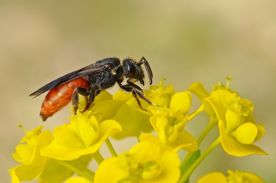 keni - Nęczyn (Sphecodes sp.). . Zdjęcie 332375