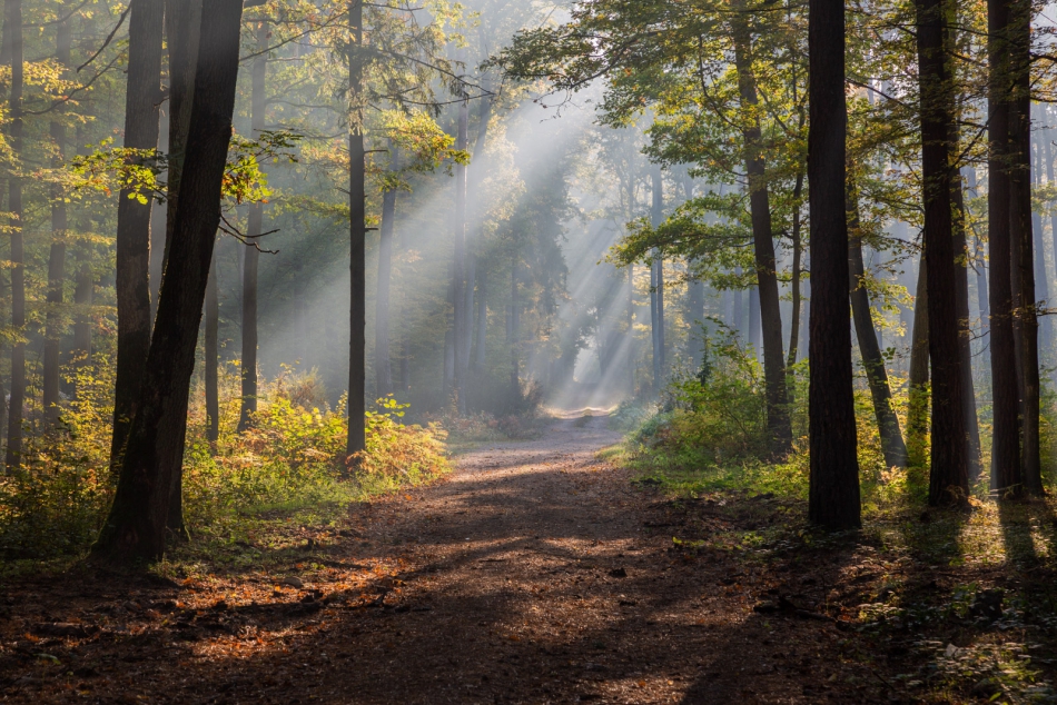 radson_foto - . . Zdjęcie 319383