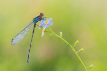 Erythromma najas