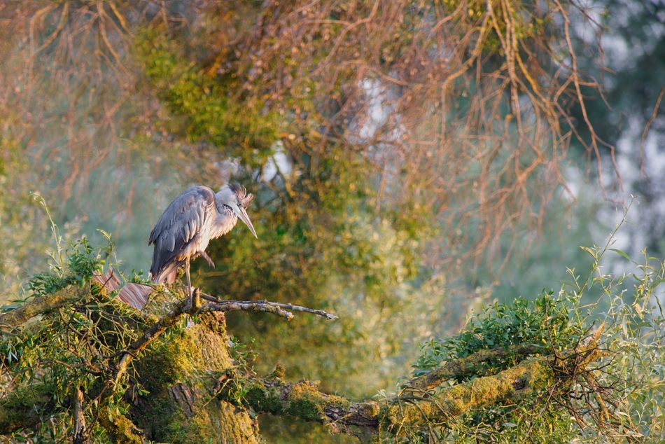 Punks not dead. . Zdjęcie 329457