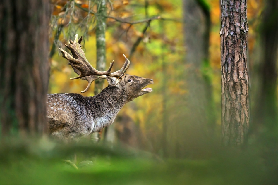 pablo77 - Byku. Pe. Zdjęcie 336454