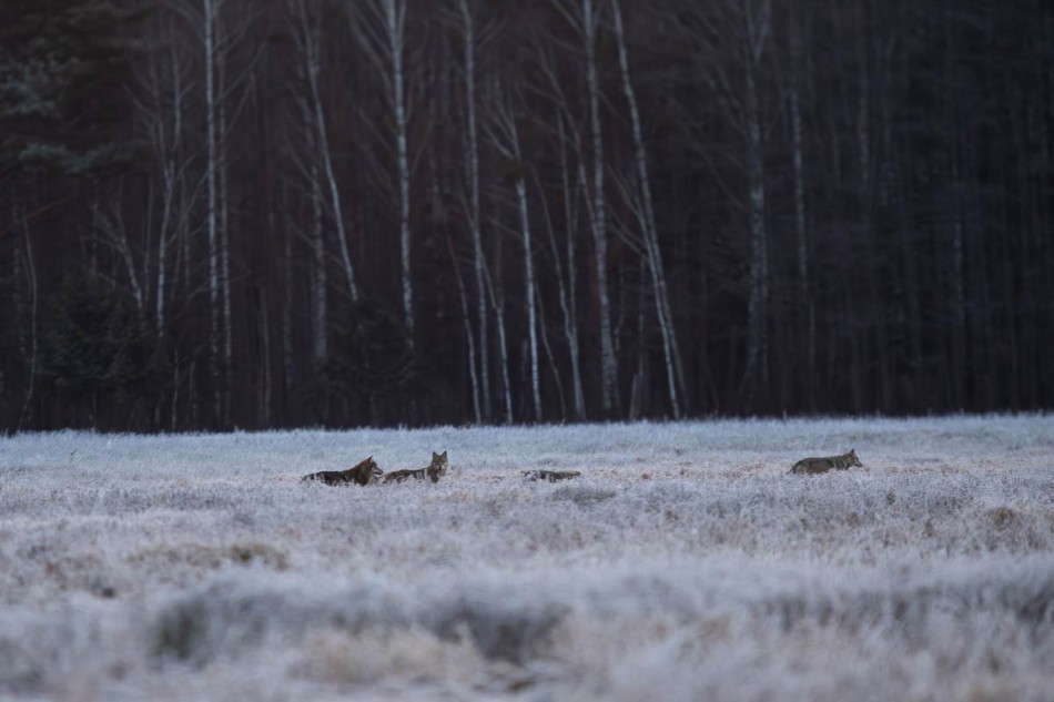 toksuh - Wilki . . Zdjęcie 337595