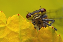 makroportret