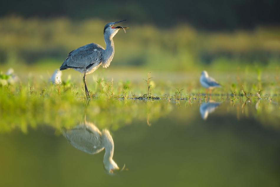raftik - Czapla Siwa, Grey Heron (Ardea cinerea) .... . Zdjęcie 317151