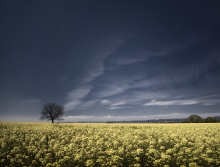 dream of yellow blue