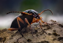 predator