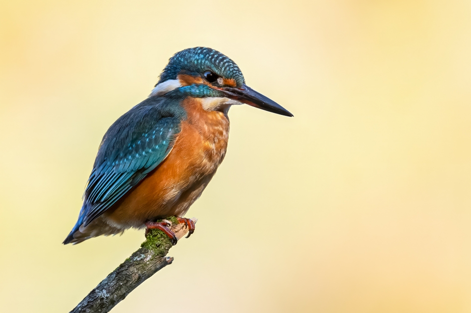 Zimorodek (Alcedo atthis). . Zdjęcie 336207