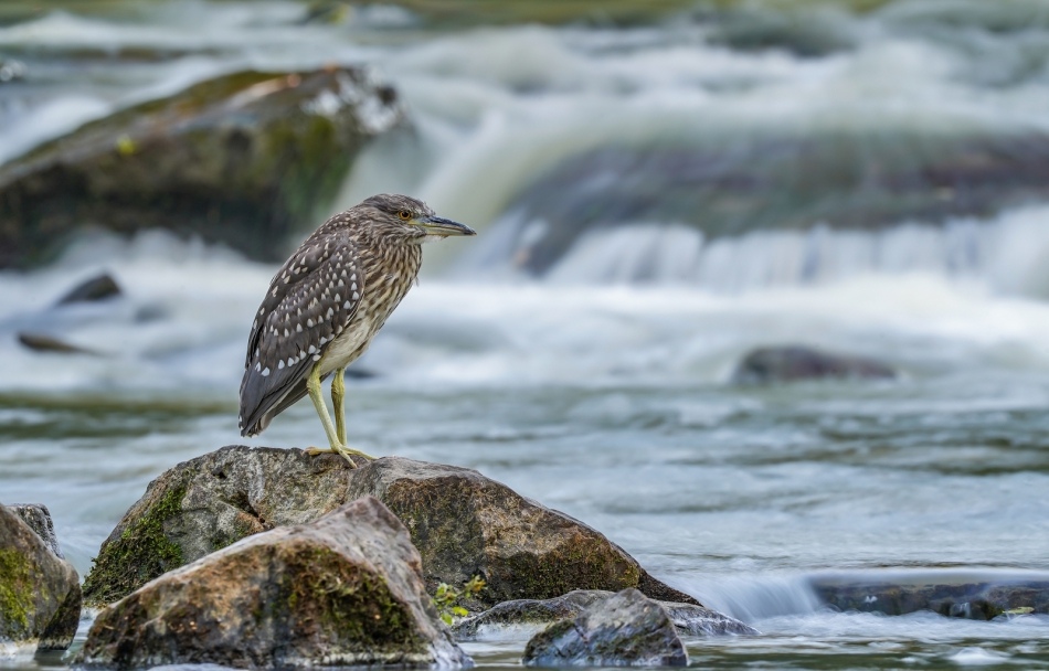 amigamedia - Spokojny i dostojny. Ślepowron (Nycticorax nycticorax) Przyroda Naszego Regionu - Śląsk Cieszyński - Skoczów.. Zdjęcie 305021