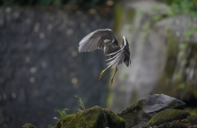 Ślepowron (Nycticorax n...