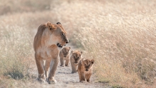 Pośród traw Serengeti