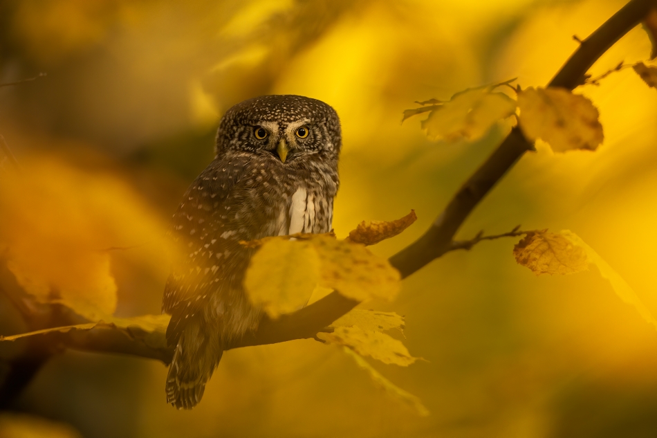 darek_d - jesienne wspomnienia. sóweczka X 2024 Puszcza Knyszyńska. Zdjęcie 329224