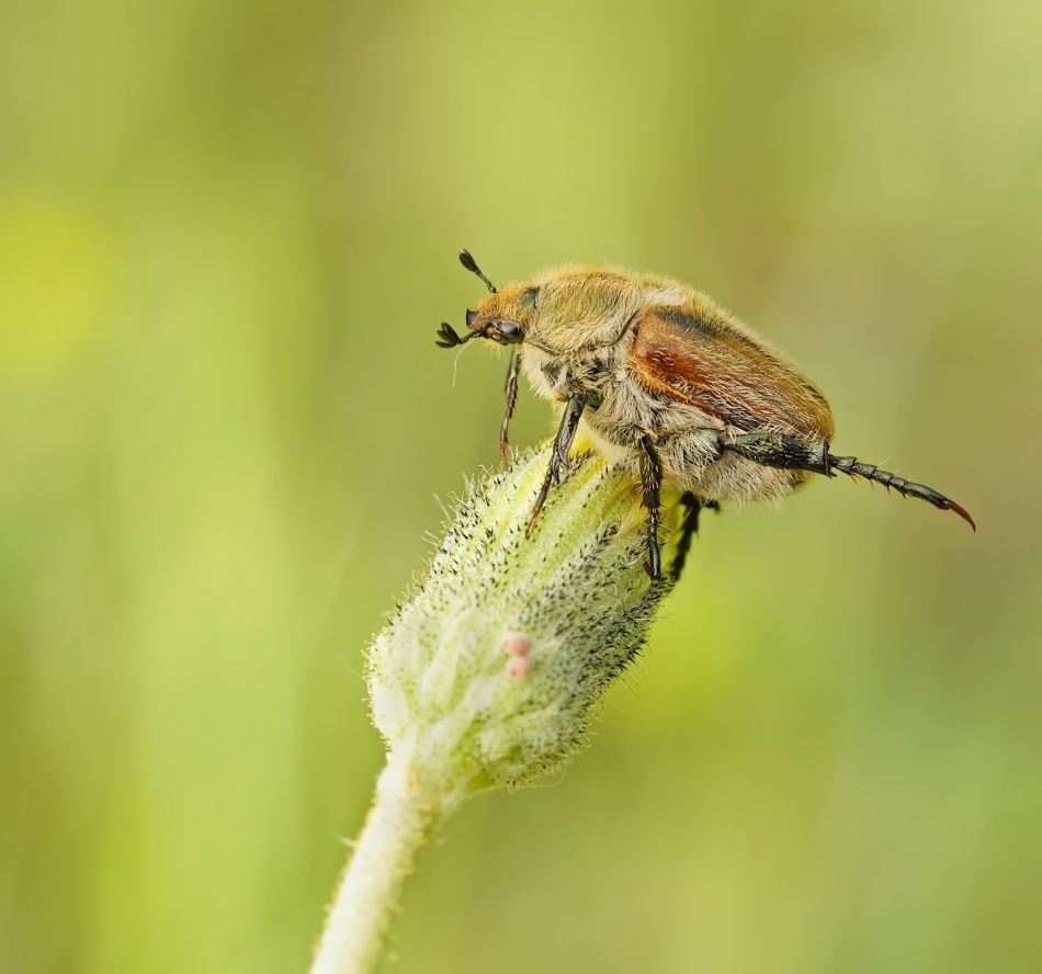 keni - Chrabąszcz majowy (Melolontha melolontha). PE. Zdjęcie 335216