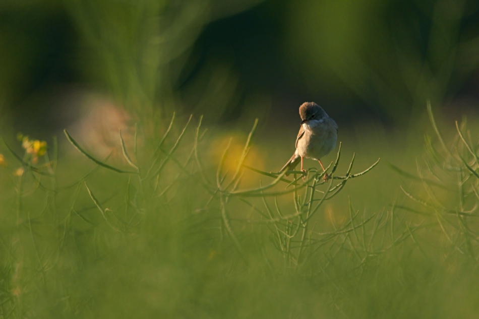 Kawecki.foto-przyroda - . . Zdjęcie 315683
