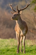 Jeleń