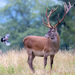 Sójka w bok