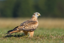 Kania Ruda, Red Kite (M...