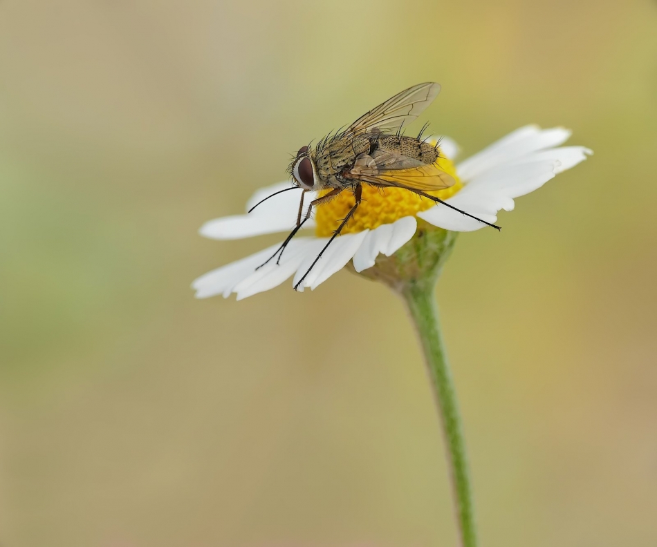 keni - Musca domestica. PE proszę. Zdjęcie 324783