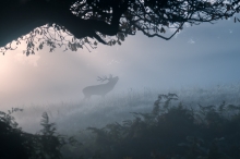 Voice of the forest