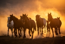 Golden hour ride 