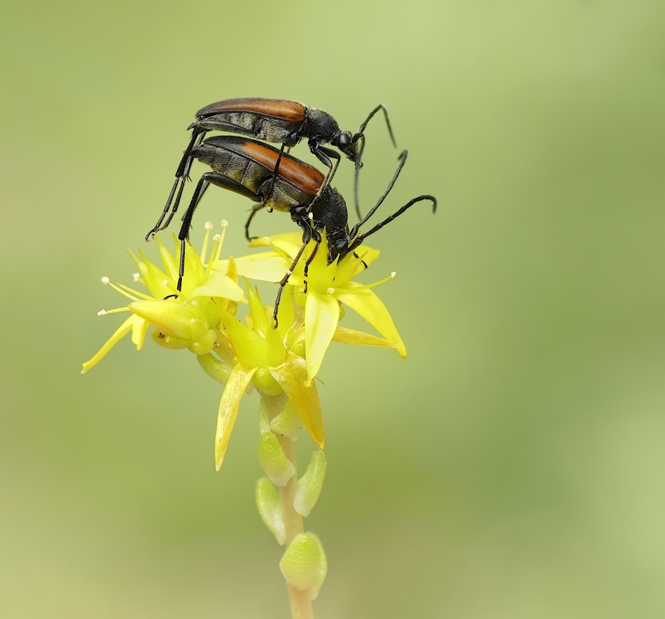 keni - Zmorsznik czerwony (Stictoleptura rubra). . Zdjęcie 317135
