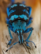 Eupholus linnei.