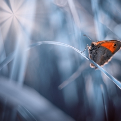 W motylkowej krainie 